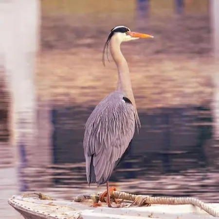 La Chalanita Studio - El Charco De San Gines Lägenhet *